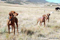Vizsla Club America NAFC 2015 Mark Spurgeon's Camp