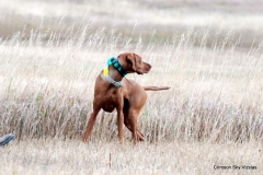 VCA NAFC 2015 Brace 1 Pearl and Vin
