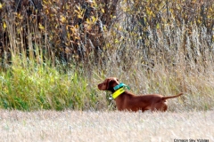 VCA NAFC 2015 Brace 6 Ruby and Gunner