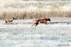 Brace 21 Macy and Pete VCA NFC 2015