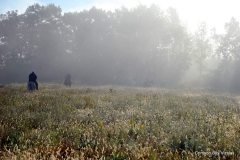 Vizsla Club of Greater Milwaukee fall 2015