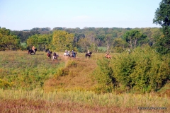 Vizsla Club of Greater Milwaukee fall 2015