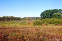 Vizsla Club of Greater Milwaukee fall 2015