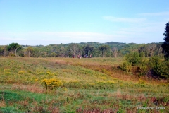 Vizsla Club of Greater Milwaukee fall 2015