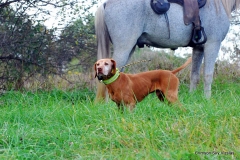 NAFC Brace 7 Macy / Sails & Bull / Miller