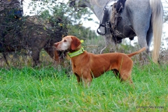 NAFC Brace 7 Macy / Sails & Bull / Miller