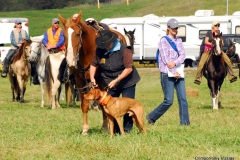 2016 VCA NFC Brace 5 Brody/ Dixon & Adele / Rowel
