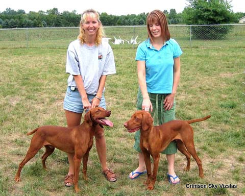 vizsla training
