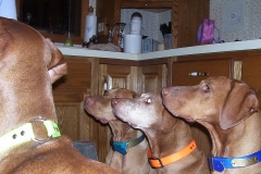 Vizslas are beggars. Ruger, Madison, Ariel and Holly ready for dinner