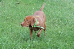 16-08-12 Casey 012 Training
