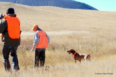 Gauge ready to retrieve, Vizsla Club America NFC 2015