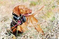 Vizsla training Dakota 10-10-22 3