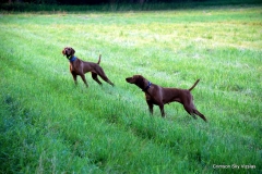 13-07-09 01 Gauge & Izzy