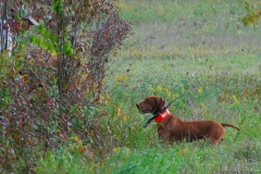 Brace 11 Rigby & Dixie