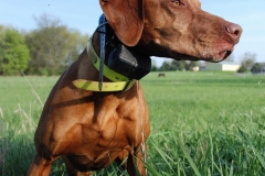 Ruger
