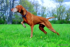 11-05-25 29 Ruger