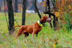 12-10-19 VCA NFC_077_19 Dixie Ruger