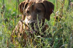 ruger