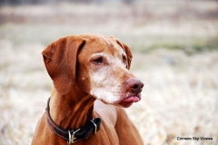 11-04-09 53 CWVC trial Ruger