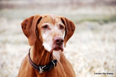11-04-09 54 CWVC trial Ruger