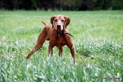 11-05-25 38 Ruger