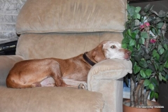 16-02-07 01 Ruger