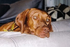 RUGER HEAD