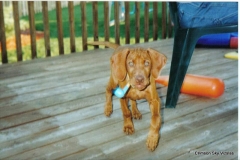 RUGER SMOKING