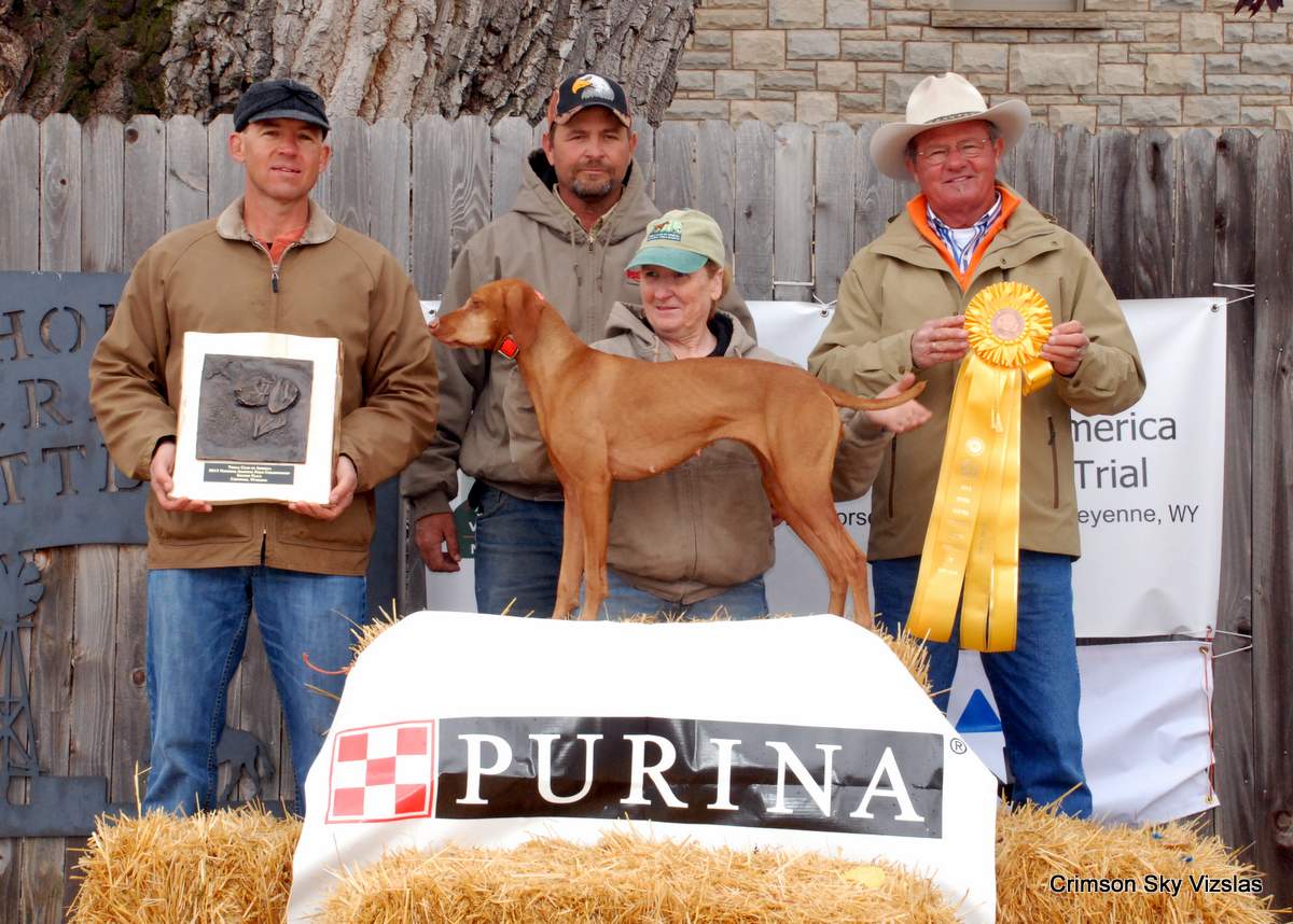 Vizsla Club America NAFC 2015