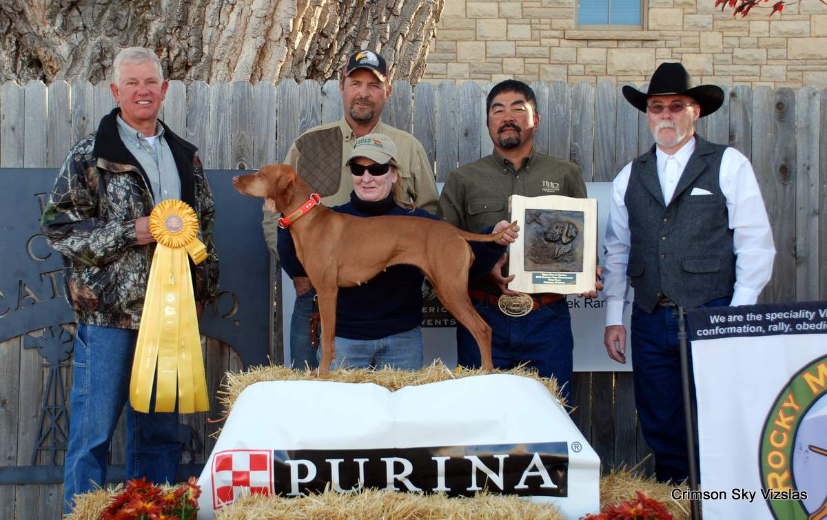 Vizsla Club America NFC 2015