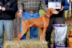 NVA National Champion Crimsons Twenty Gauge Ruger