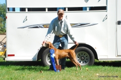 Ruger wins Gordon Setter Club of America 29 dog stake