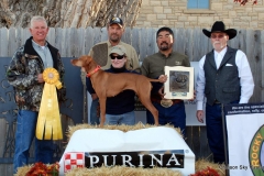 Vizsla Club America NFC 2015
