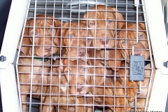 Amber Ruger pups