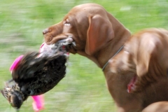 Holly pups 1st bird