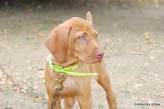Rose 10 Weeks
