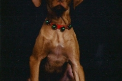 Vizsla puppy Jeeter