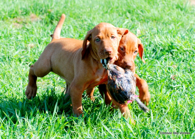 vizsla breeders