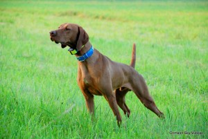 Illinois Vizsla Breeder vizsla stud dog vizsla on point