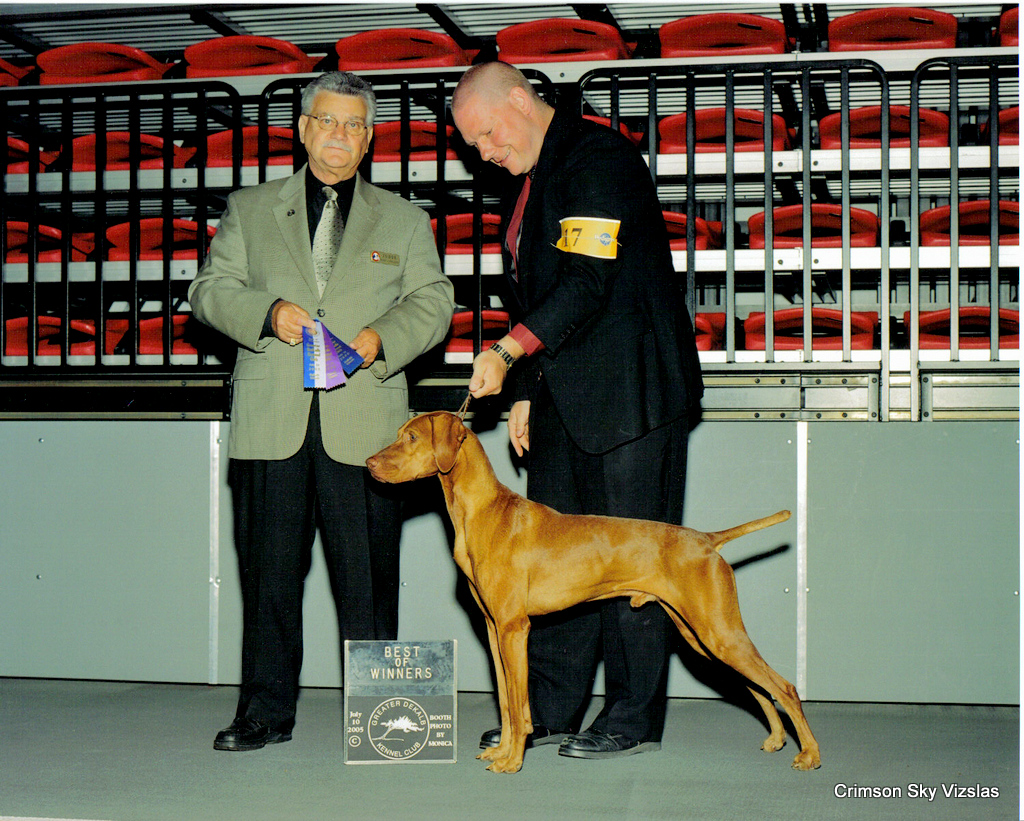 American Kennel Club Vizsla standard Crimson Sky Vizslas