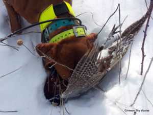 Gauge hunting pheasants