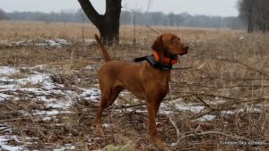 Twerk at Desplaines Wildlife area