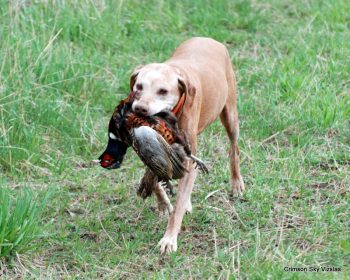 Madison making her retrieve