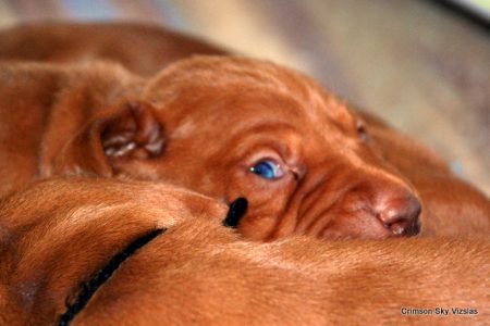Izzyl litter 2-22-2012