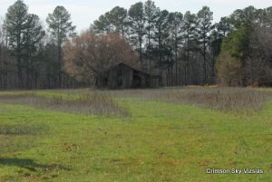 Ames Plantation AKC Gun Dog  02-24-2012