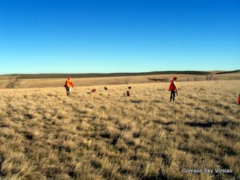 Mark and Rodney  Aberdeen Pheasant hunting