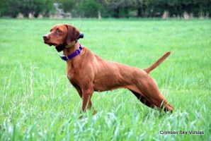 Crimson Sky Vizslas Izzy 11-05-25 12