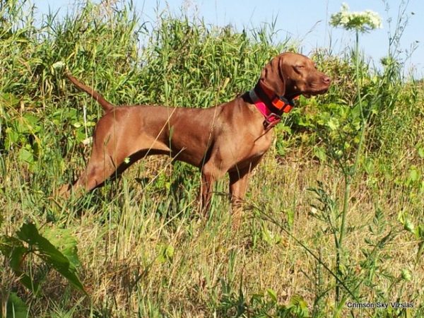 Dakota Vizsla 12-07-11