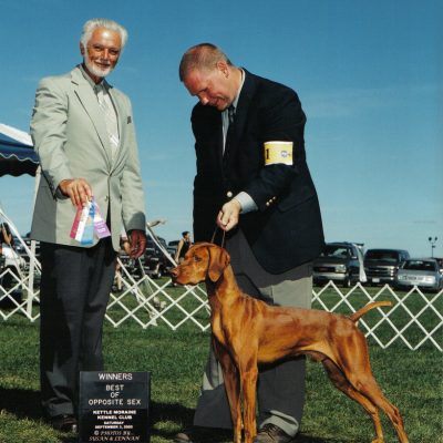 vizsla chest size